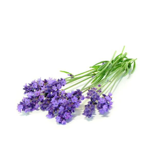 Lavendel etherische olie